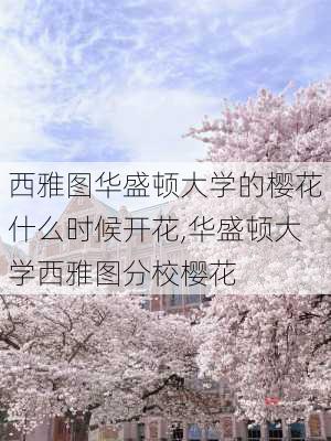 西雅图华盛顿大学的樱花什么时候开花,华盛顿大学西雅图分校樱花