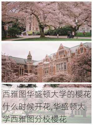 西雅图华盛顿大学的樱花什么时候开花,华盛顿大学西雅图分校樱花